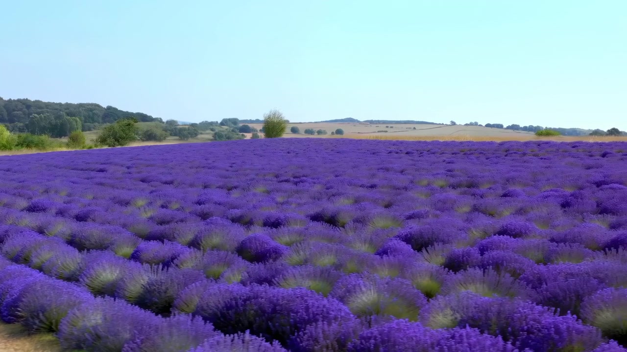 Ampia veduta di file di lavanda in fiore che si estendono su un paesaggio rurale con campagna aperta, colline distanti e luminosa luce naturale del giorno sotto un cielo azzurro e limpido.