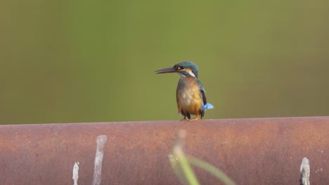 El-Martín-Pescador-Común-Picotea-Y-Empuja-Al-Otro-Martín-Pescador-Sentado-En-Un-Bar