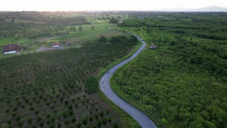 Drone-flying-over-whining-road-surrounded-by-plants