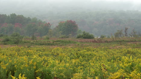 Ein-Feld-Blühender-Goldruten,-Umgeben-Von-Der-Schönheit-Der-Herbstfarben-An-Einem-Nebligen-Herbstmorgen-In-Der-Wildnis