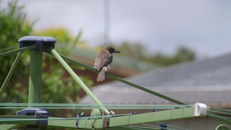 Butcherbird-Juvenile-Perched-On-Green-Clothes-Washing-Line-Windy-Australia-Maffra-Gippsland-Victoria-Slow-Motion