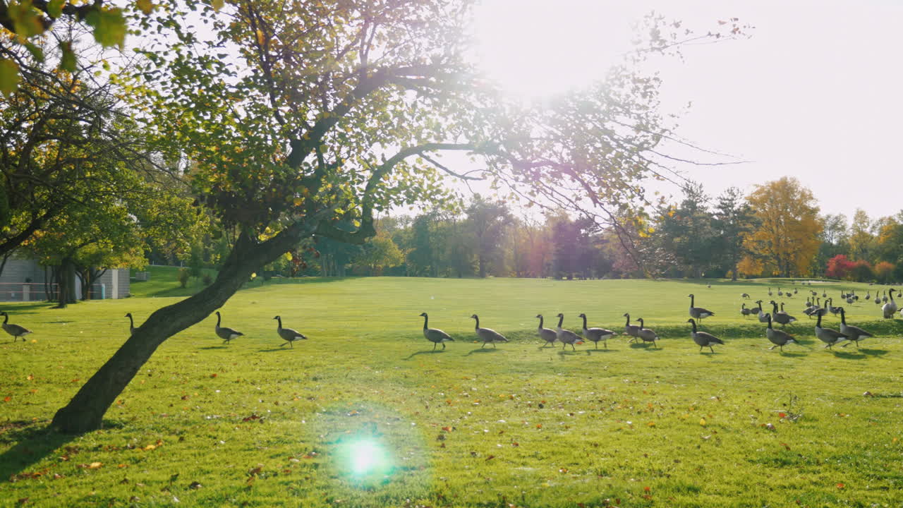 기러기 떼가 일몰 5에 푸른 초원을 걷다