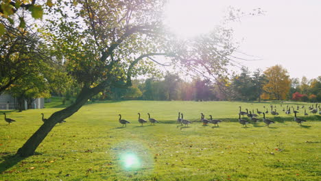 a flock of geese walk in a green meadow at sunset 5