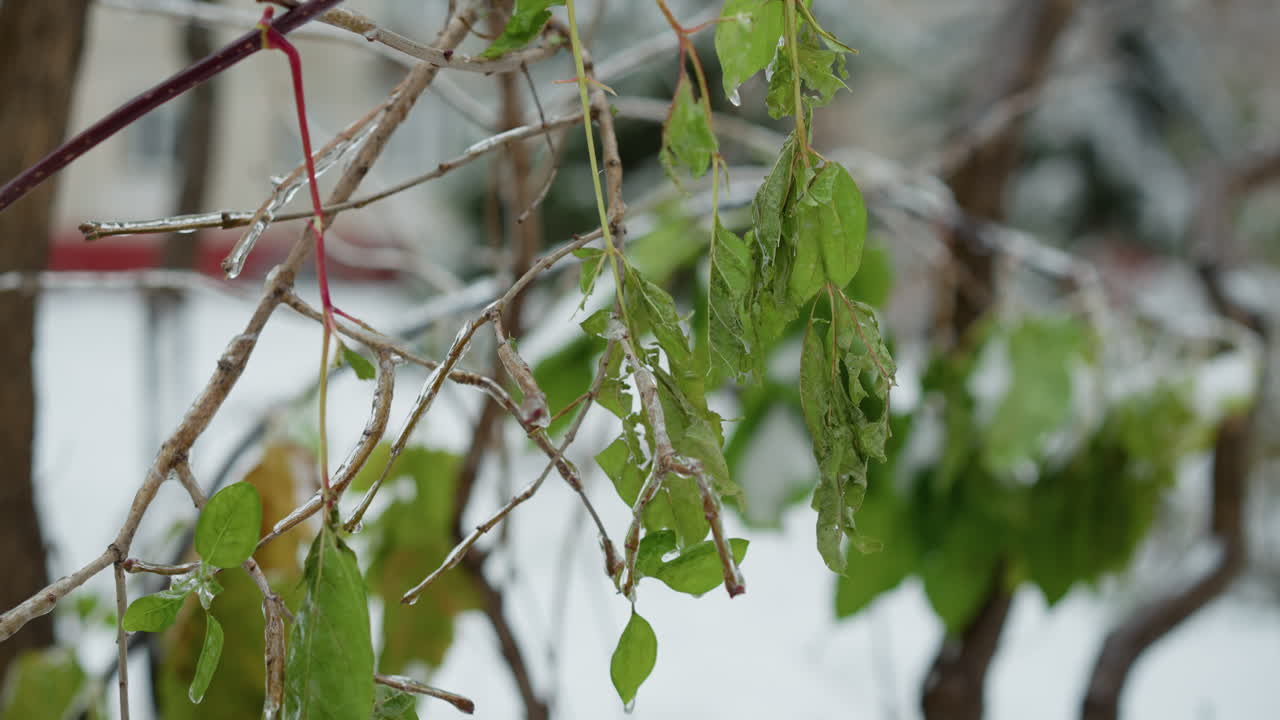눈과 얼음으로 인 초록색 관목의 클로즈업, 잎과 가지에 복잡한 얼어붙은 질감을 강조, 멀리 건물의 희미한 시야와 함께 흐릿한 겨울 배경에 설정