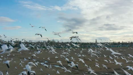 drone shot of a group of birds seagulls flying by the sea in richmond, bc, canada