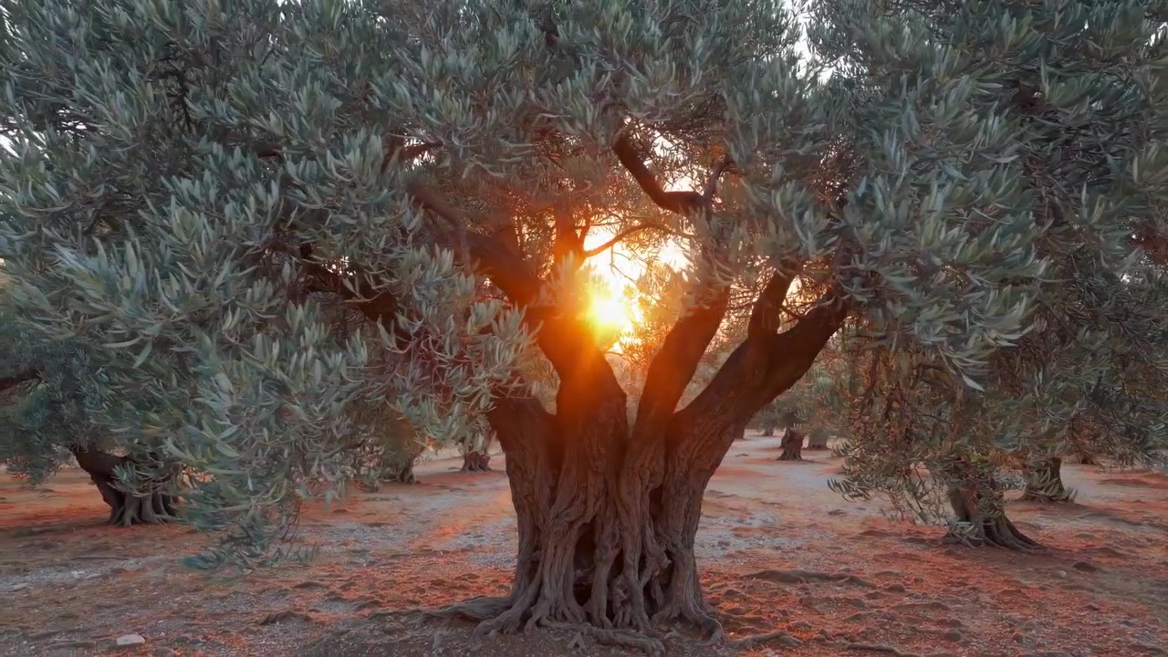 Time-lapse del sole dorato dietro un antico ulivo