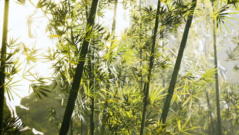 bambú verde en la niebla con tallos y hojas