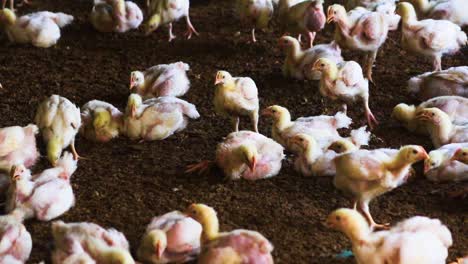 chicks walking around on the ground at poultry farm