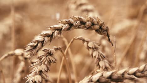 Wheat-field-in-rain