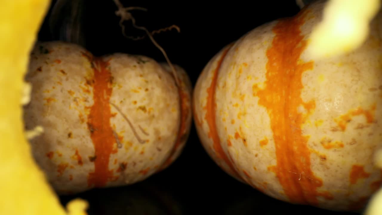 alejándose de dos calabazas con rayas naranjas, retrocediendo a través del núcleo de una calabaza con una vista muy ampliada de la pared de la sección sin núcleo, fibras y carne de la verdura con gran detalle