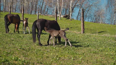 Cachorro-Equino-Chupa-La-Leche-Materna-En-Una-Pradera-Con-Valla-De-Malla