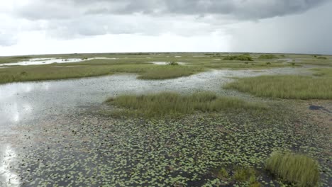 excelente toma aérea de un pantano en los everglades de florida