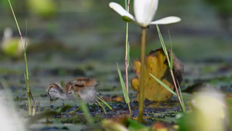 hermosos pollitos de jacana alimentándose en el estanque de nenúfares por la mañana