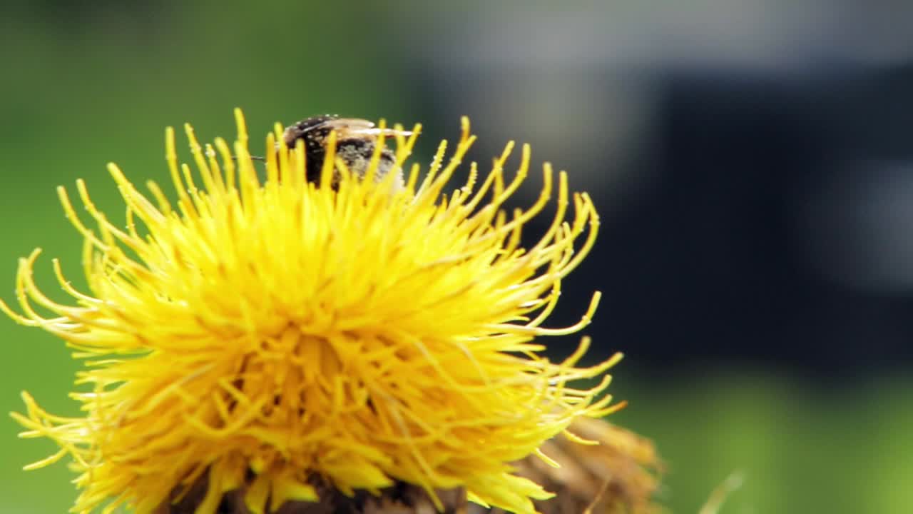 Et makronærbilde av en humle på en gul blomst på jakt etter mat.