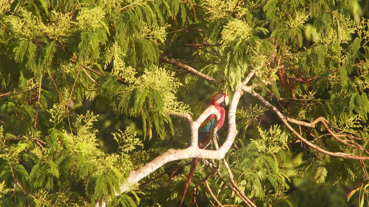 Single Scarlet Macaw sitting on branch of a fruit laden tree on a bright sunny morning in the Rain forest
