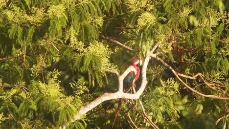 single scarlet macaw sitting on branch of a fruit laden tree on a bright sunny morning in the rain forest