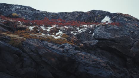 a rugged mountain slope, dusted with snow, features vibrant red autumn vegetation clinging to the rocky surface