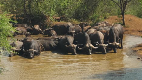 African-Buffalo-Herd-Stands-in-Waterhole-and-Drinks-Muddy-Water,-Wide-Shot