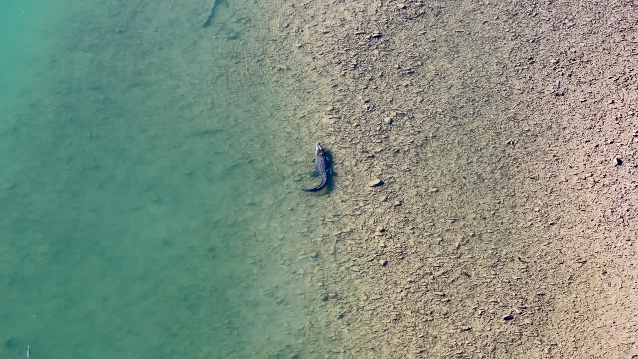 Drone footage captures a saltwater crocodile swimming near the shore in clear waters, highlighting its natural habitat