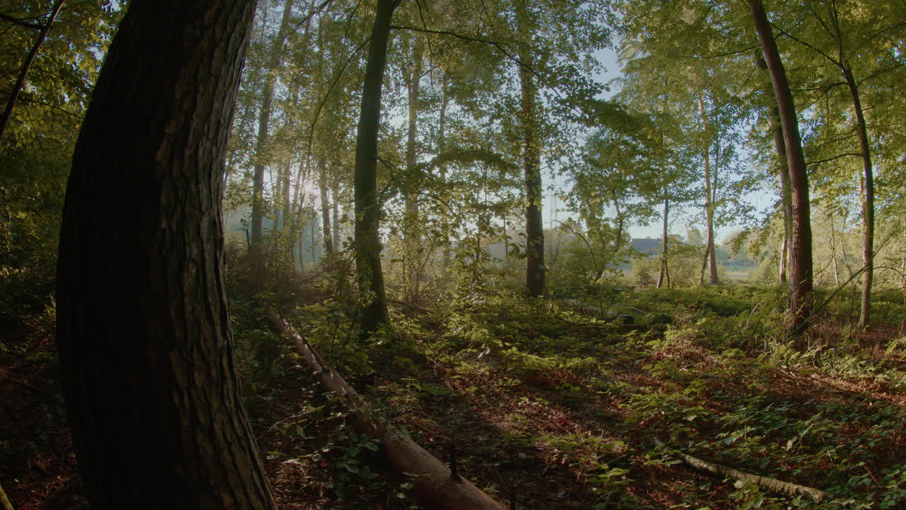 luz del día en el parque central alrededor del árbol verde