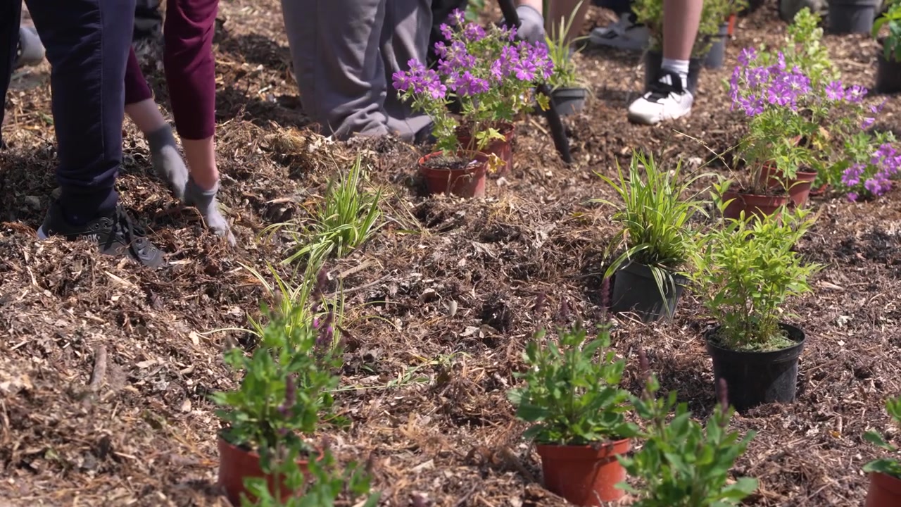 Voluntários da comunidade plantando flores e vegetação que armazenam água em um jardim de chuva de parque público