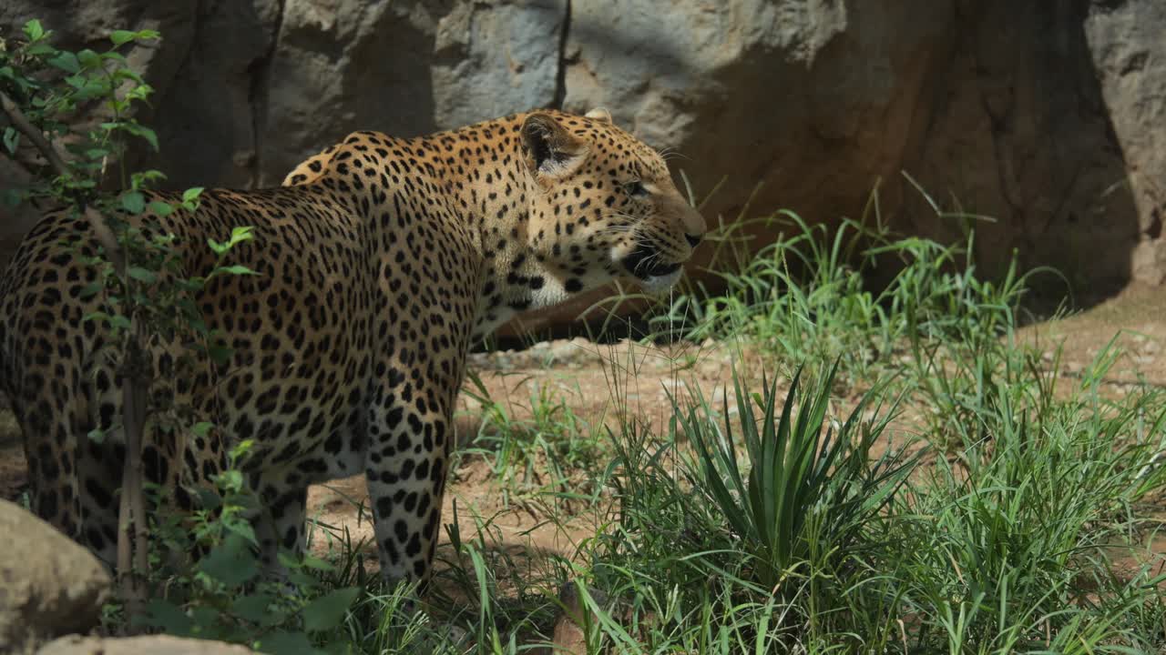 A majestic African leopard walking through the grasses in Pretoria, South Africa