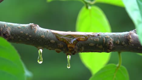 captivating close-up of nature: glimmering drops of resin on a vibrant green tree branch with lush leaves glistening in the background