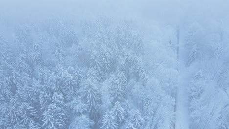 aerial view of the frozen forest with snow-covered trees