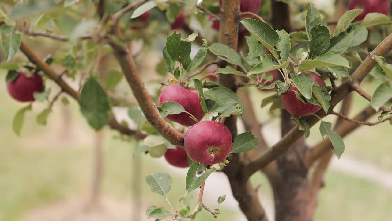 primer plano de manzanas rojas en un árbol en un huerto mientras sopla el viento 1080p 60fps