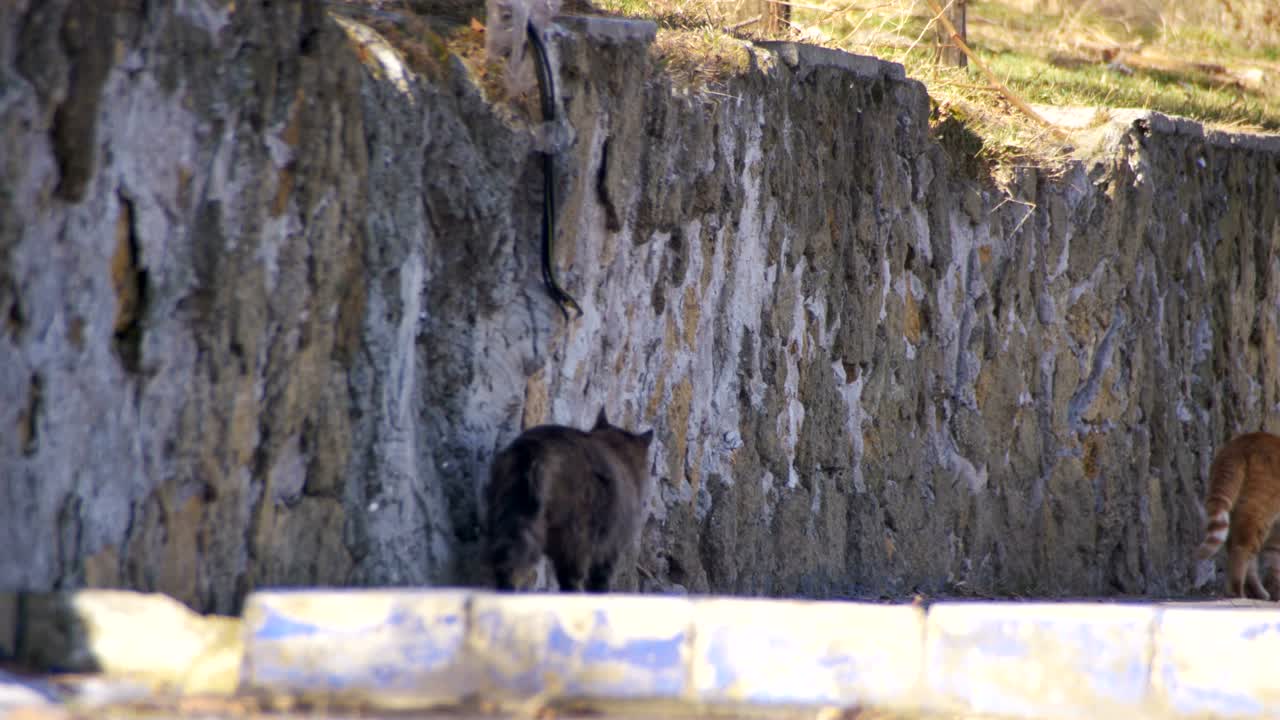 Gatti randagi per strada all'inizio della primavera.