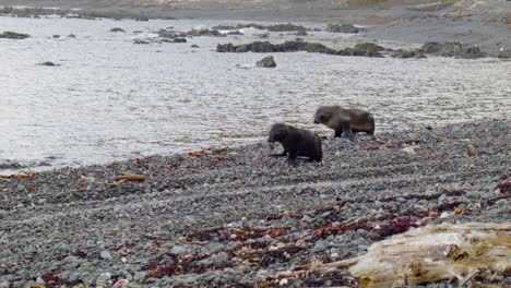 Two-fur-seal-pups-walking-together-on-a-stoney-beach,-quite-close-to-the-camera