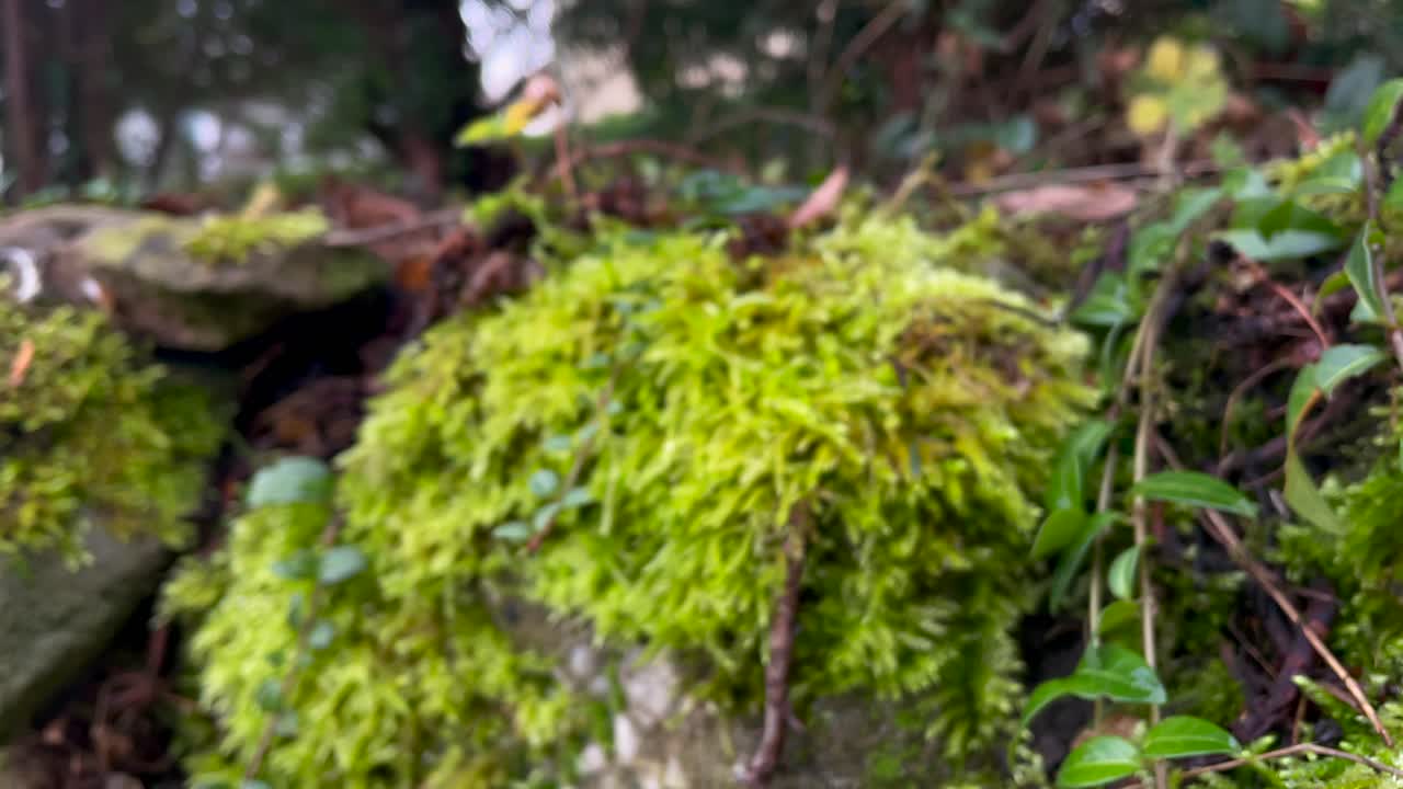 toma de avance de musgo verde en crecimiento y plantas en una pared de piedra natural en la naturaleza durante el día brillante