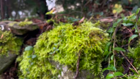 Tiro-De-Carro-Hacia-Adelante-De-Musgo-Verde-Y-Plantas-En-Crecimiento-En-La-Pared-De-Piedra-Natural-En-La-Naturaleza-Durante-El-Día-Brillante