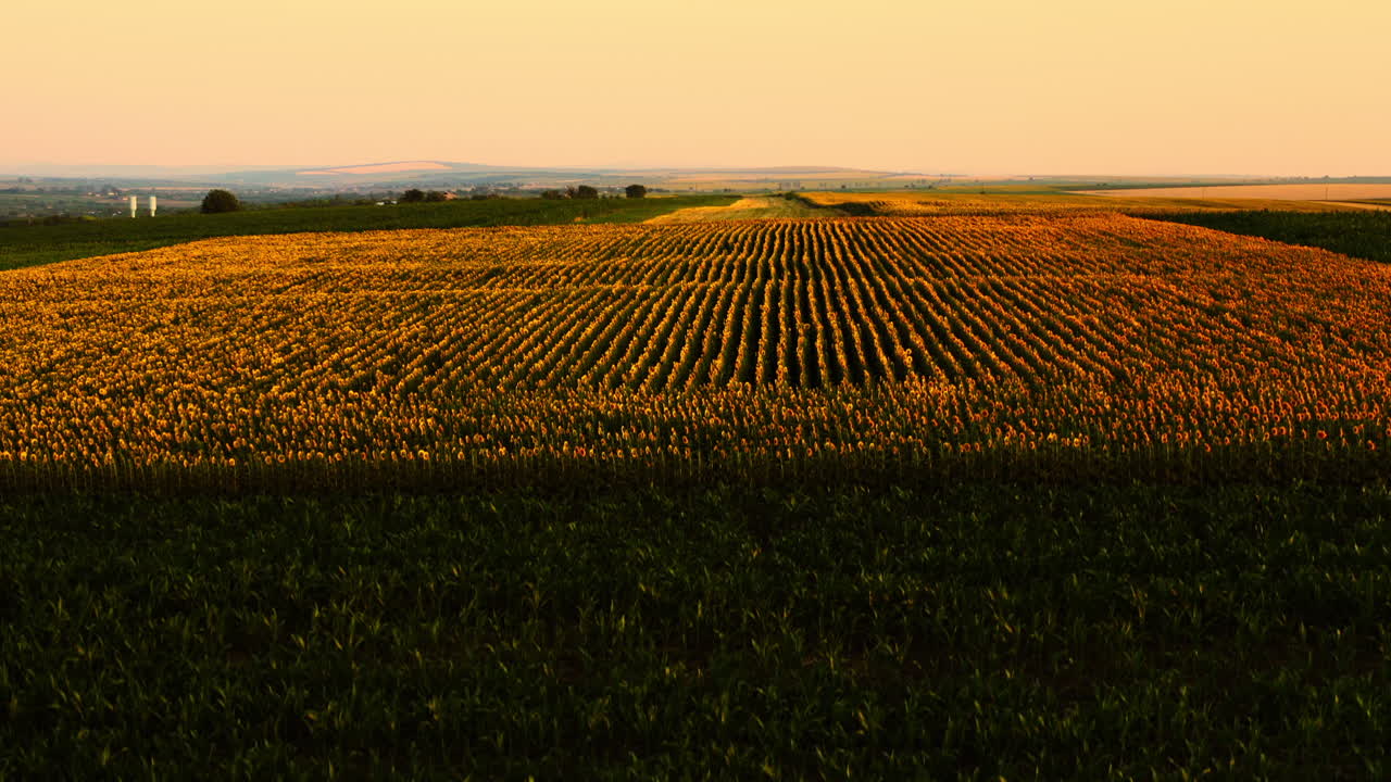 campos de girasoles simétricos toma aérea de drones