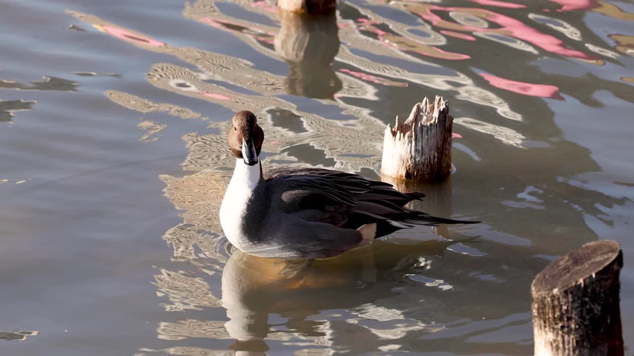Un'anatra naviga nell'acqua attorno a pali di legno