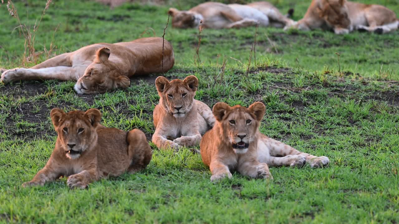 jonge leeuwenkinderen zitten en ontspannen in het maasai mara national reserve in kenia