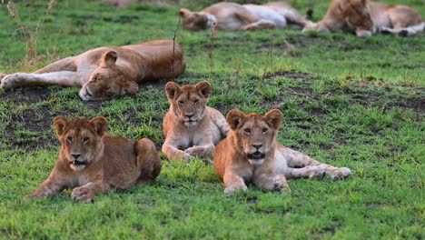 young lion cubs sitting and relaxing at the maasai mara national reserve in kenya