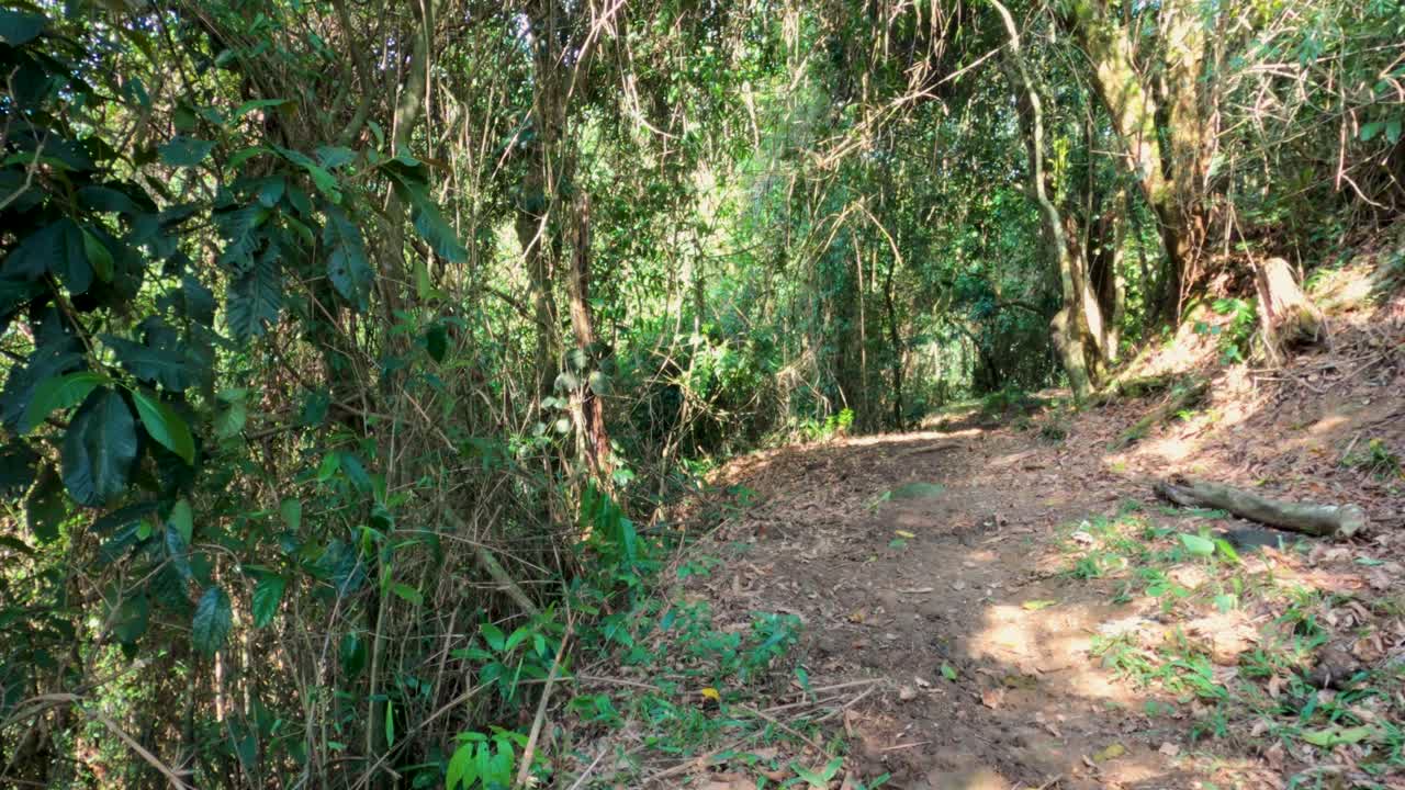 살을 빼려고 숲 한가운데 있는 오솔길을 달리는 남자