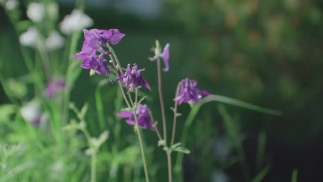 toma de primer plano cinematográfica de lirios violetas creciendo en un jardín