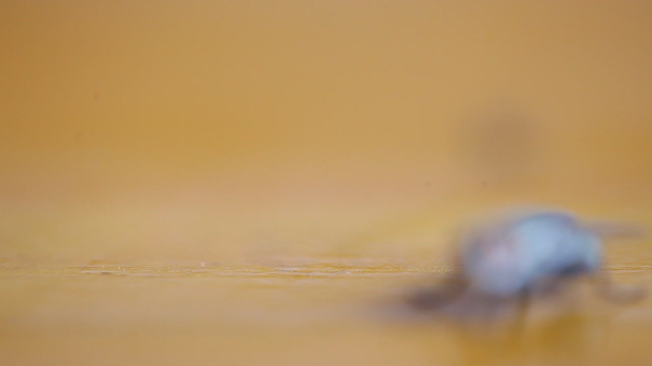 cerrar la mosca doméstica común sobre la mesa