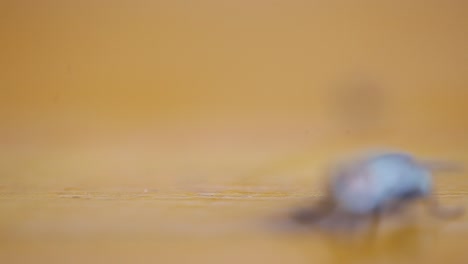 cerrar la mosca doméstica común sobre la mesa