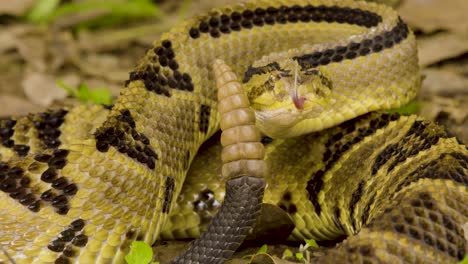 serpiente de cascabel en su hábitat natural, enrollada en un suelo frondoso, mostrando su camuflaje, colmillos y lengua bifurcada mientras se mezcla con el medio ambiente