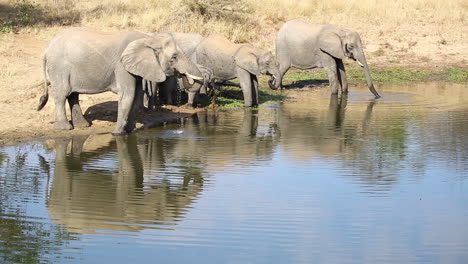 Kleine-Gruppe-Afrikanischer-Elefanten-Am-Wasserloch-Mit-Jugendlichen-Zwischen-Den-Erwachsenen