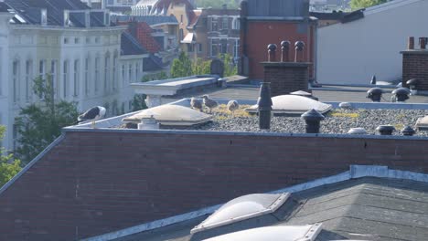 A-rare-insight-of-the-urbanized-nature-of-a-seagull-with-he-nest-of-three-chicks-on-a-rooftop-of-a-building-in-the-city