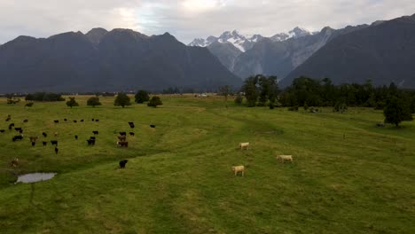 cows and breeding bulls are wandering on pasture, domestic animals in new zealand