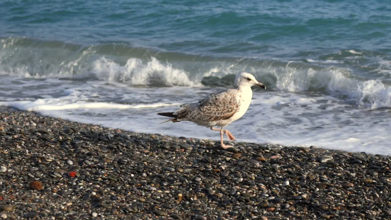 Seagull walking on pebble beach, sea waves splashing on background. 4X times slow motion 100fps, right pan footage