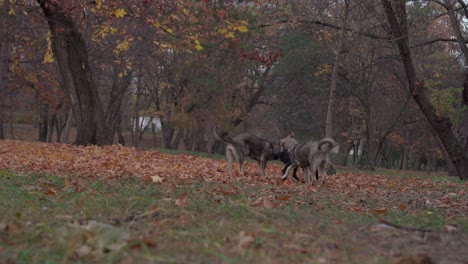 dogs play with each other