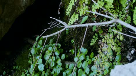 el agua dentro de una cueva gotea sobre la vegetación y los lirios