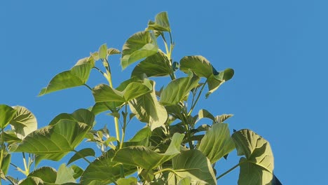 árbol-De-Energía-De-Paulownia-Tomentosa-Con-Nuevas-Hojas-Frescas-Que-Se-Balancean