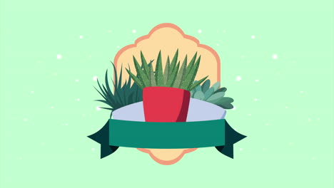 arreglo de plantas suculentas